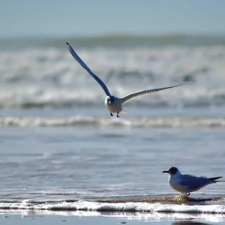 Bords De Saint-Jean-de-Monts
